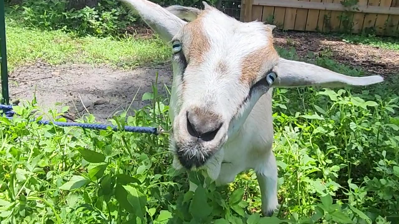 Peta wants to see you