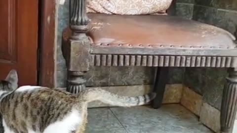☀️ Morning Madness: Cute Cat’s Daily Routine with Mommy Will Make You LOL! 🐾😂