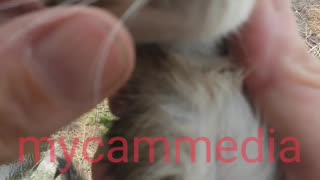 Three little kittens dumped!
