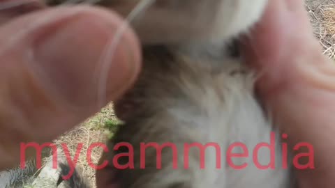 Three little kittens dumped!