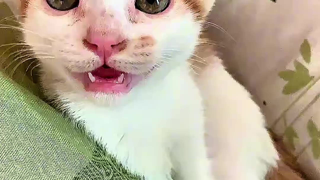 Lovely cat funny video