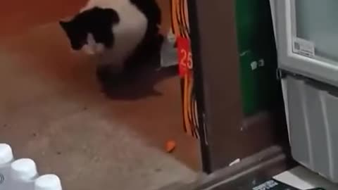 STRAY THURSDAY 7/10/25