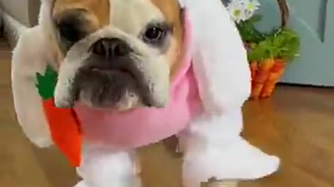 dog poop fails