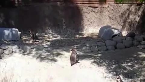 penguins