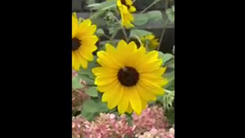 Colorful flowers