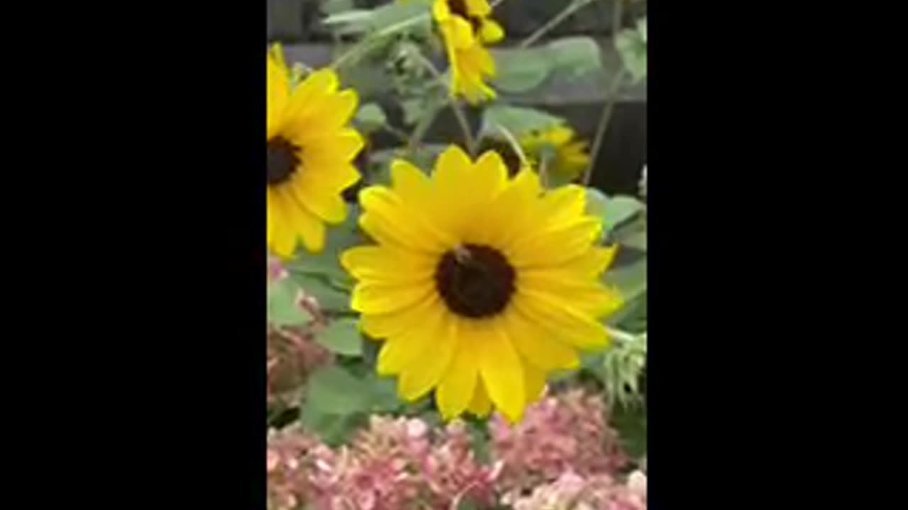 Colorful flowers