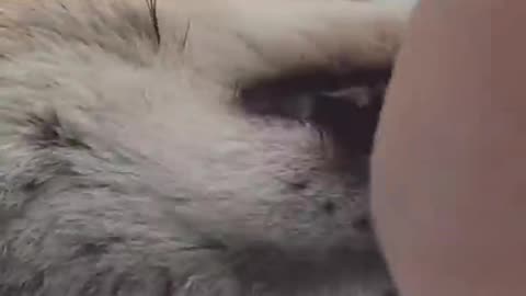 Adopted fox thinks blanket is snow 😂