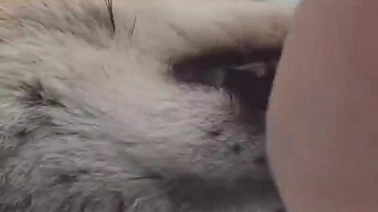 Adopted fox thinks blanket is snow 😂