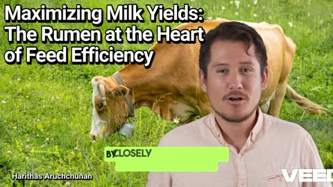 Maximizing Milk Yields:The Rumen at the Heart of Feed Efficiency
