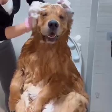 🤣 She Beats The Dog The Joy Of Raising A Dog