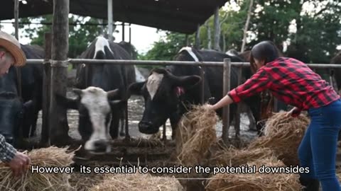 Giving drugs to cows to increase their milk is advantageous – right or wrong