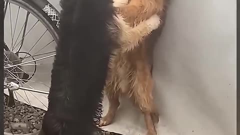 Funny Animal Video