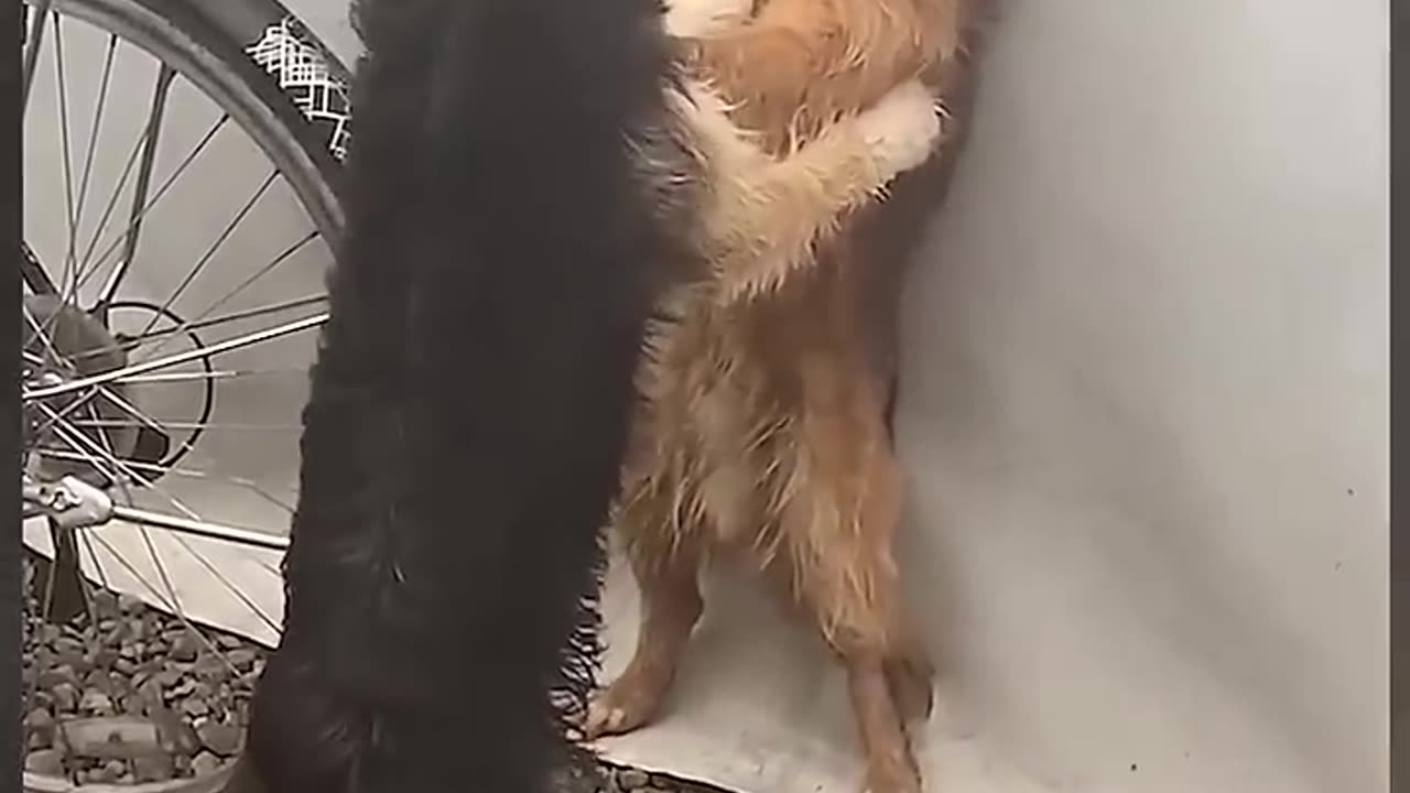 Funny Animal Video