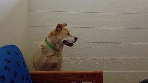 Cherry 9y A571988 @TRN, from kennel 171 PACC shelter20250511 127 needs space