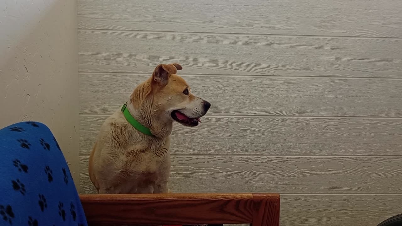 Cherry 9y A571988 @TRN, from kennel 171 PACC shelter20250511 127 needs space