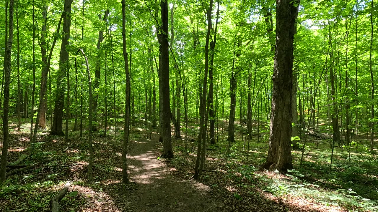 Very relaxing walk deep in a forest located in Ontario area.