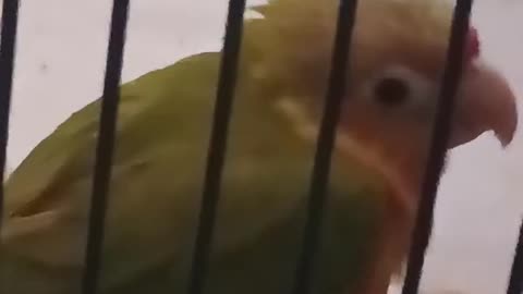 Baby bird