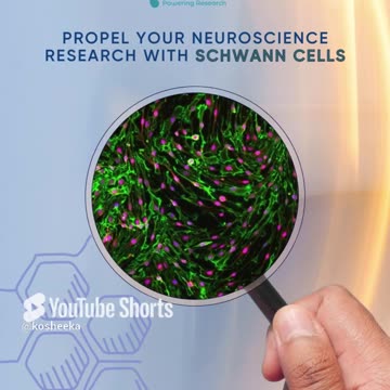 We provide Schwann cells at low passage numbers to assist in your research endeavours