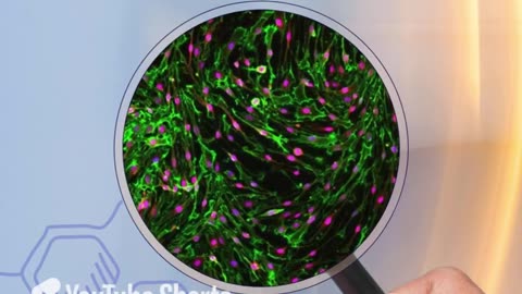 We provide Schwann cells at low passage numbers to assist in your research endeavours