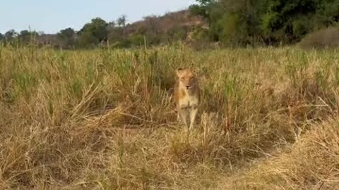 Upset Lion