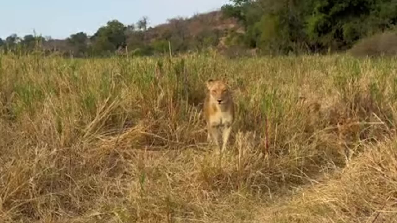 Upset Lion