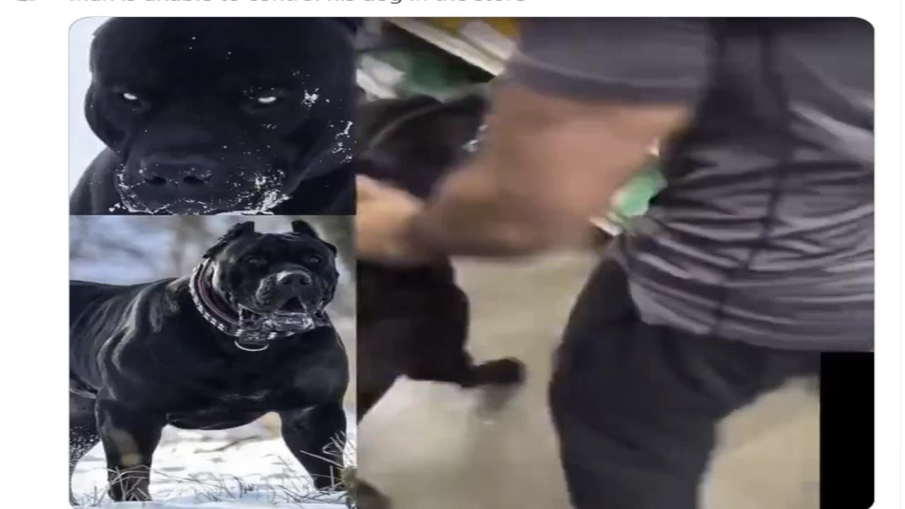 Stupid Pet Owner Brings Ultra Violent Pit Bull To PetSmart -- what could go wrong?