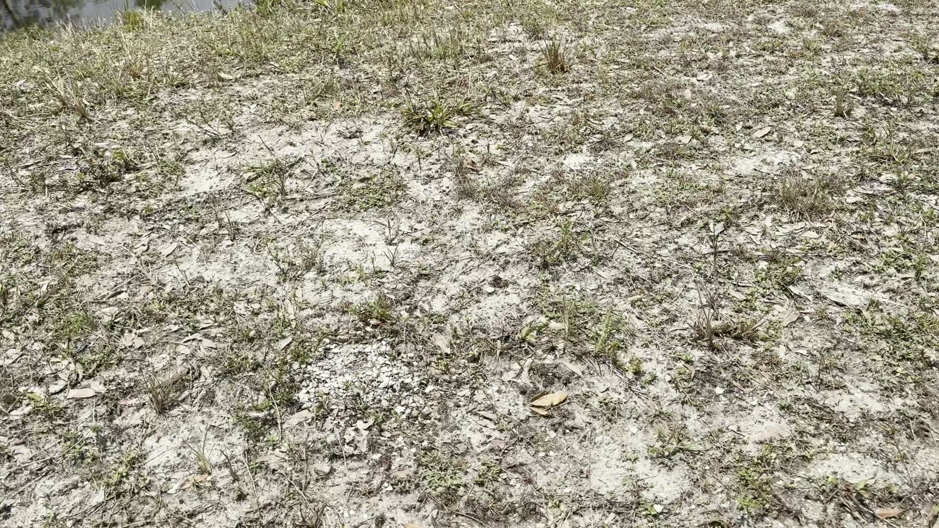 What I saw on a single bike ride in Florida! Flat but DEFINITELY not boring! Viva Las Floridas!