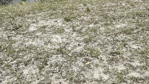 What I saw on a single bike ride in Florida! Flat but DEFINITELY not boring! Viva Las Floridas! 