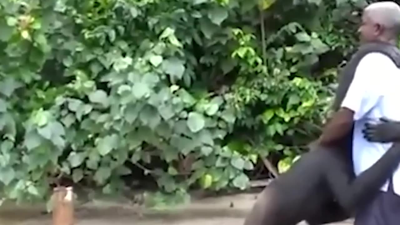 Adorable Puppies Failing Hard 🐕💥