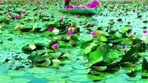 ஆராரோ ஆரிரரோ TMS LEGEND M.THIRAVIDA SELVAN SINGAPORE TMS FANS 2025