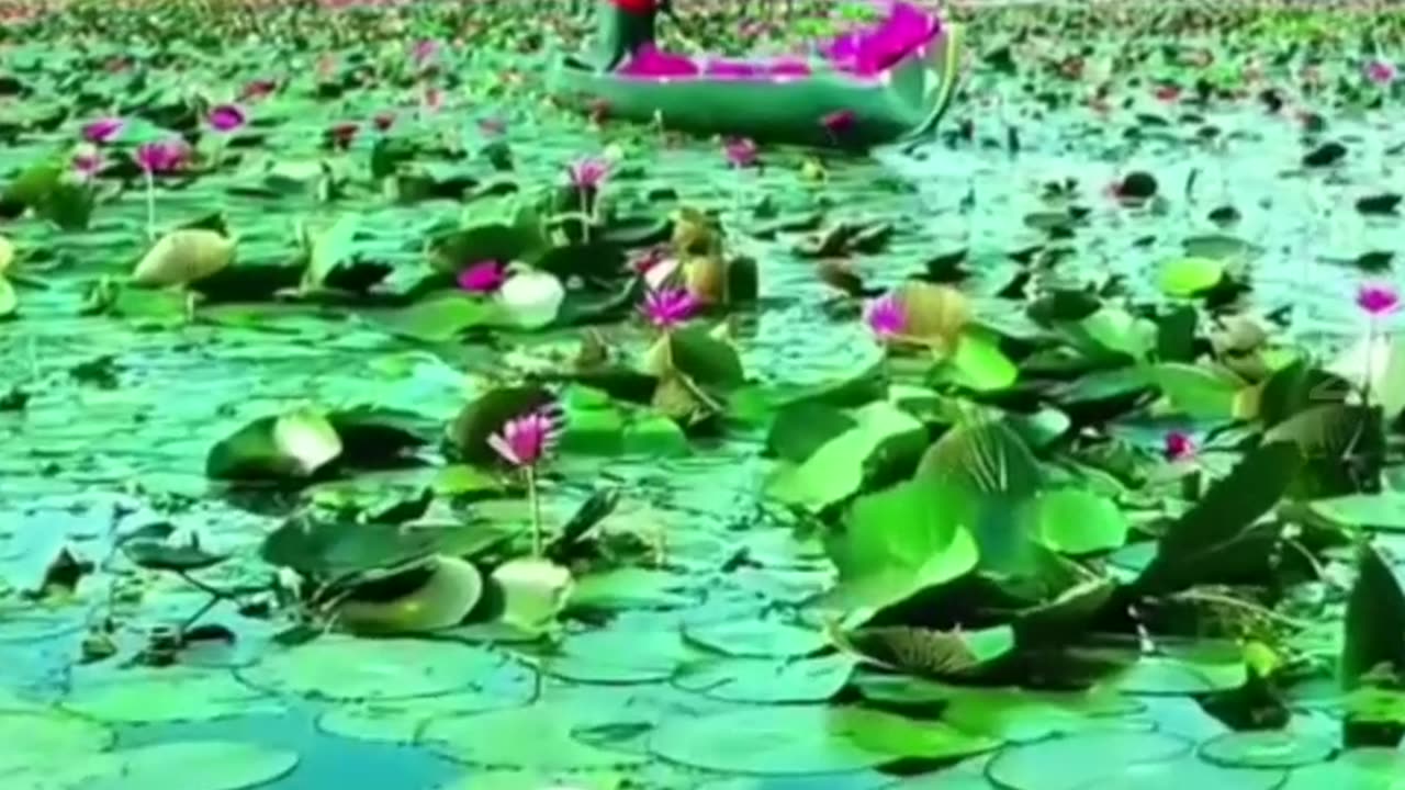 ஆராரோ ஆரிரரோ TMS LEGEND M.THIRAVIDA SELVAN SINGAPORE TMS FANS 2025