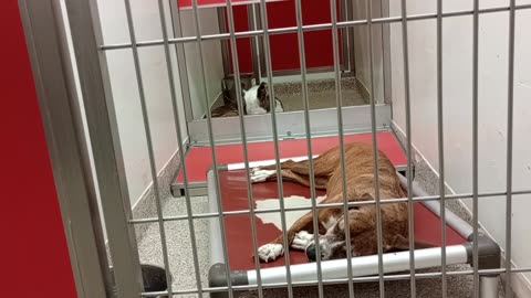 T'Challa-came by gate @ vid end 5y A869126 Venus Comb 5y A874536 kennel 108 PACC shelter 20250727675