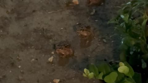 Frogs Listen To Prayer Chants Of Siva