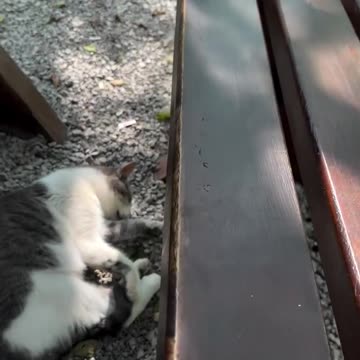 Gastoz i Andjela - Savardak, Kolasin