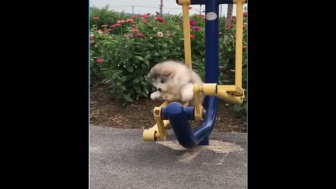 Cute And Funny Pet Video #7