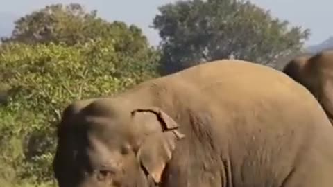 #animal#Elephants