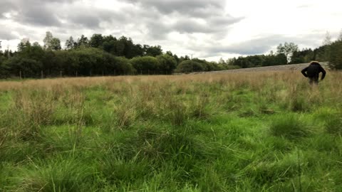 Liberty caps connection🍄