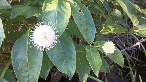 Sugar Shack Buttonbush