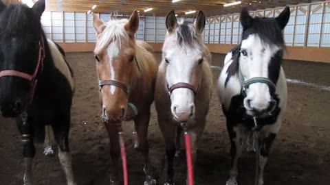 Star, Portia, Felina, and Dakota 2015