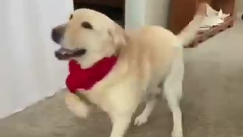 Naach Meri Doggy Naach!"