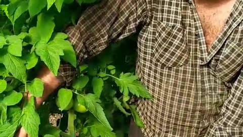 Good tomato cultivation