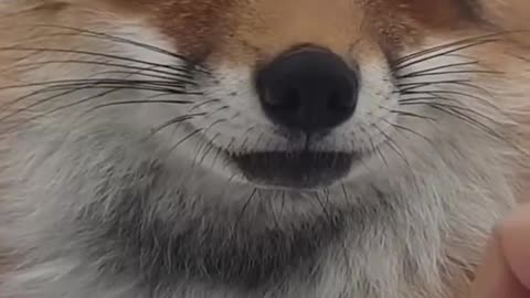 Fox Core!!!