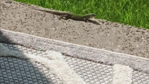 Italian wall lizard