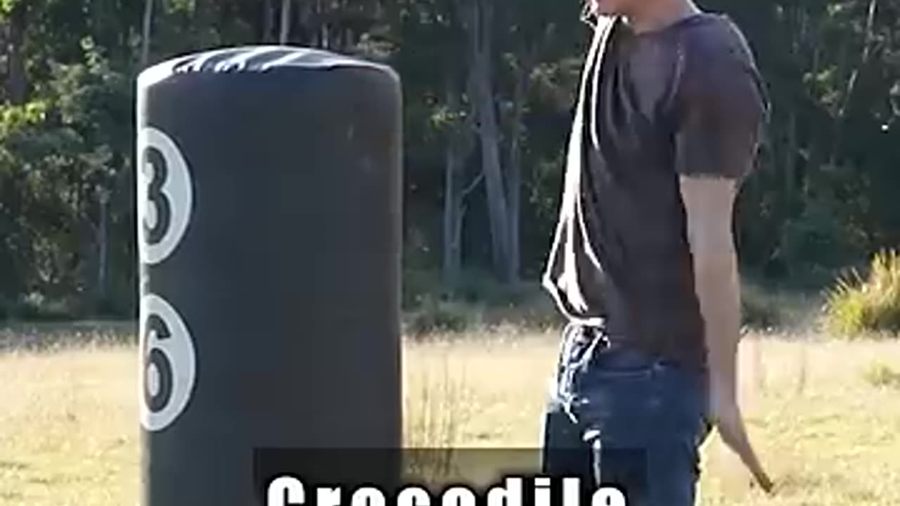 Funny Animal videos
