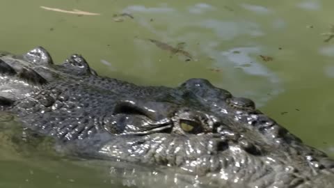 This Monkey Jumps Straight Into a Crocodile s Trap