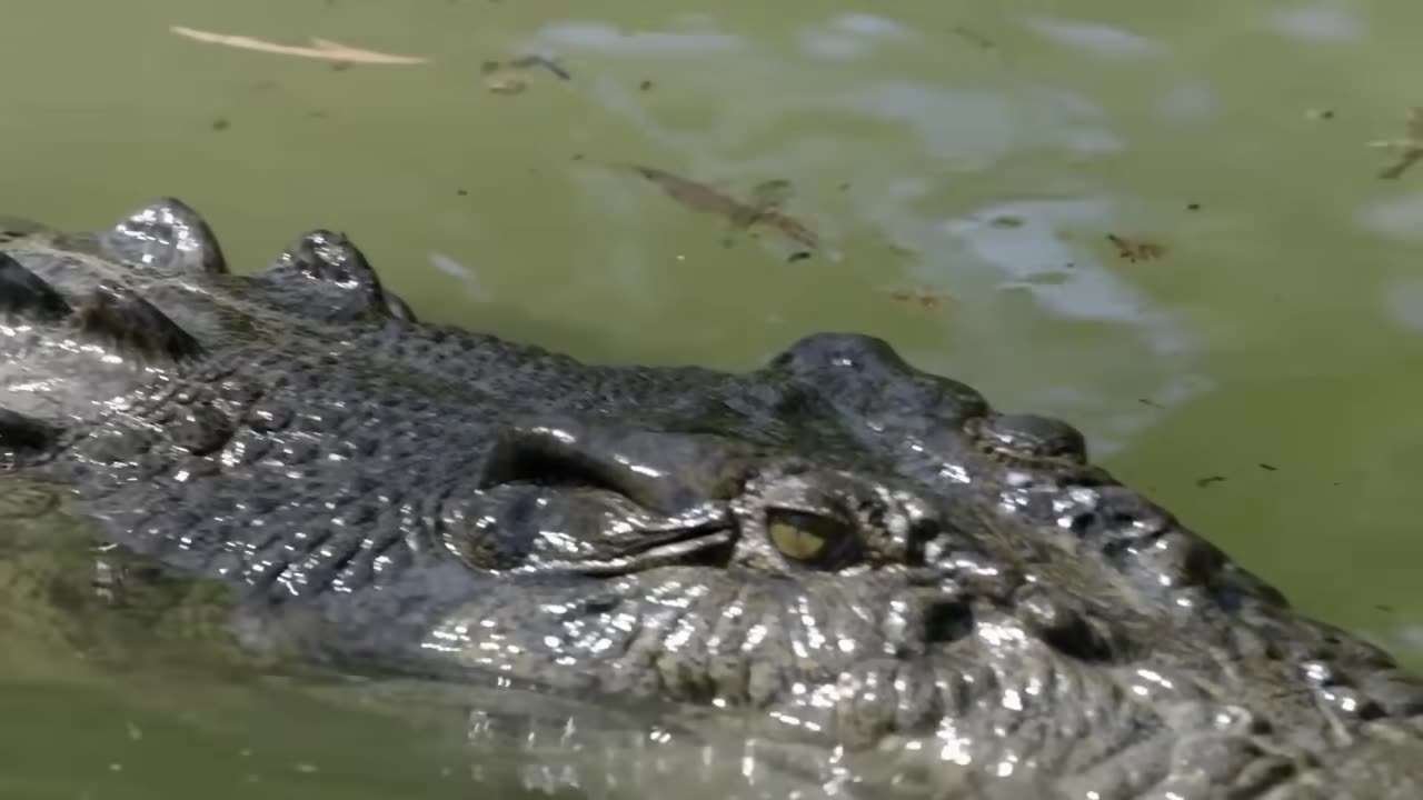 This Monkey Jumps Straight Into a Crocodile s Trap