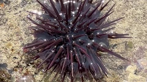 Sea animal video