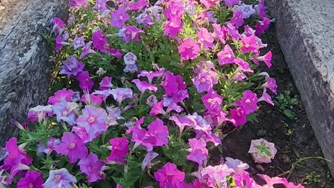 "Morning Sun on Lower Petunia Avenue."
