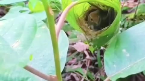 Bird nest built rolling a leave