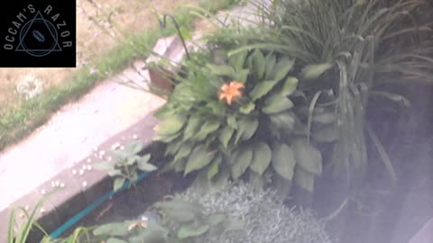 Butch the Sunflower
